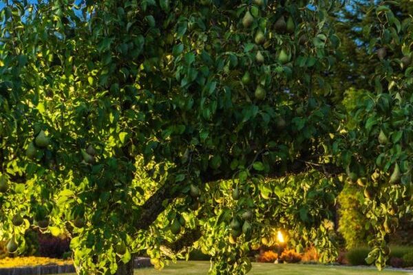 Trasforma il Giardino con la Giusta Illuminazione